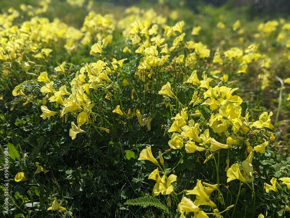 Obraz premium yellow bermuda buttercup flower under the sun, sourgrass plant flower