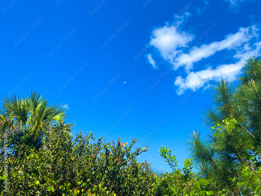 trees and sky trees and sky