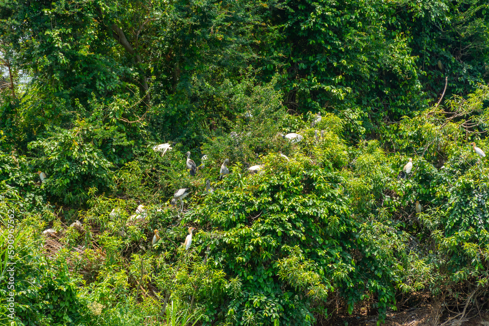 Ranganathittu Bird Sanctuary