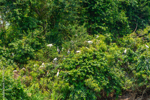 Fototapeta Naklejka Na Ścianę i Meble -  Ranganathittu Bird Sanctuary