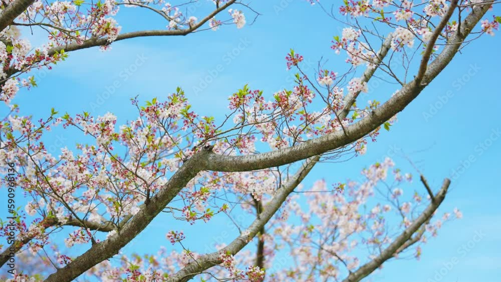 Branches full of Japanese cherry blossoms against clear blue sky, upwards shot Branches full of Japanese cherry blossoms against clear blue sky, upwards shot