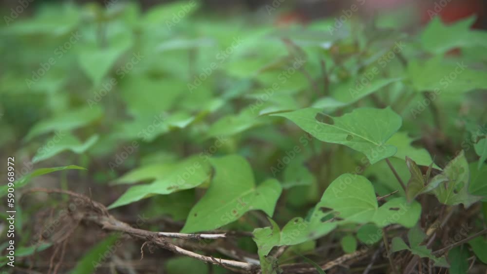 wind blowing through these bright leafs in this cinematic macroshot wind blowing through these bright leafs in this cinematic macroshot