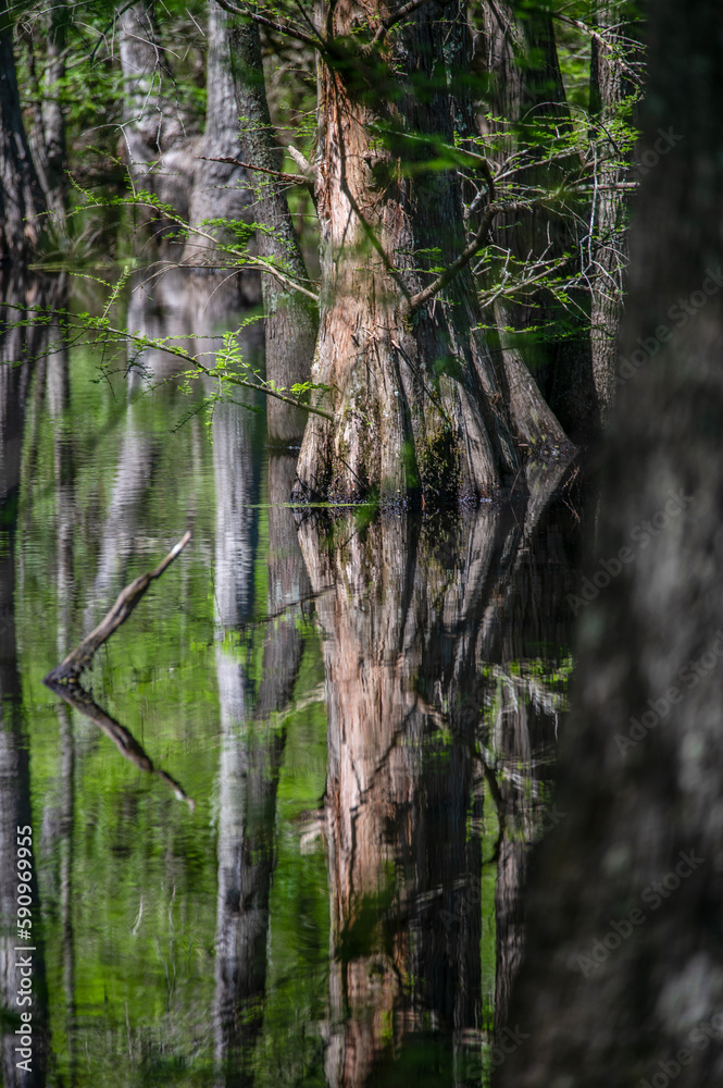 Obraz premium Reflection of trees in a Mississippi swamp