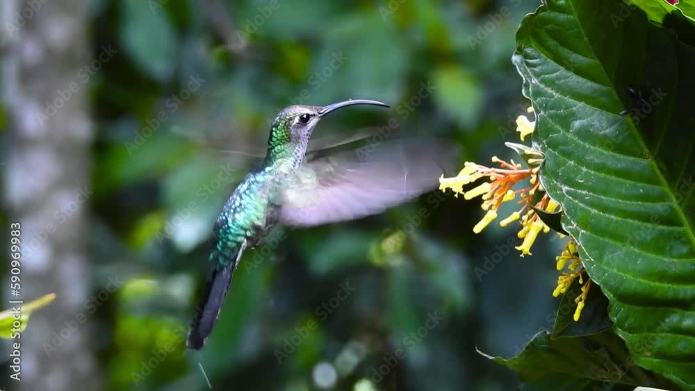 Violet Sabrewing female , Fandanguero morado Campylopterus hemileucurus flying while feeding on Palicourea guianensis flowers with a cloud forest background. Coatepec, Veracruz, México