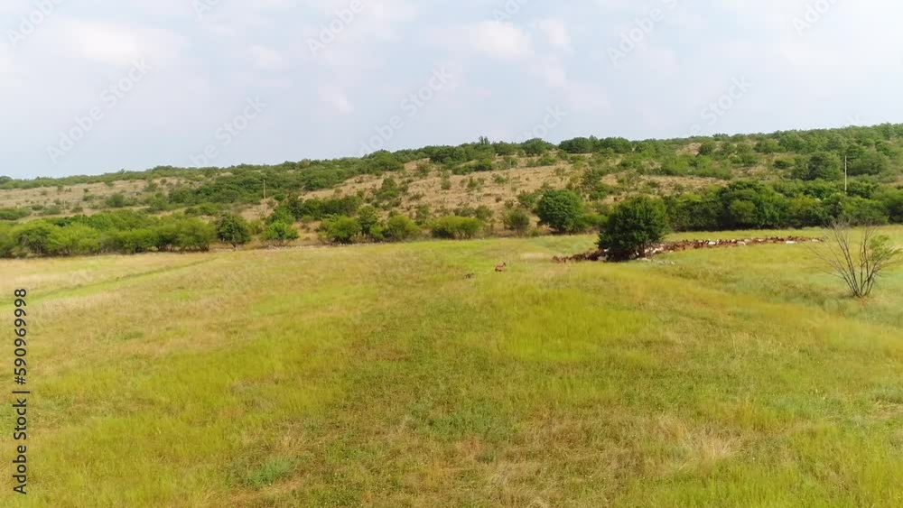 Aerial rotating shot of a herd of mixed-colored wild goats in a field Aerial rotating shot of a herd of mixed-colored wild goats in a field