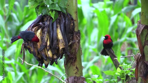 Crimson collared Tanager, Tangara Rojinegra, y Clay-colored Thrush, Turdus grayi,  Ramphocelus sanguinolentus couple feed on a bunch of bananas. Lacandona, Chiapas, Mexico. photo