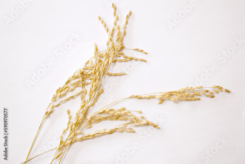 Ears of rice isolated on white background