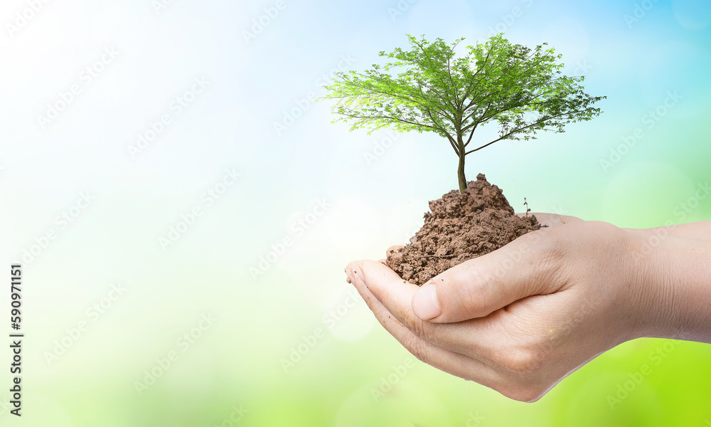 world environment and earth day, Tree planted in human hands with natural green and blue sky background world environment and earth day, Tree planted in human hands with natural green and blue sky background