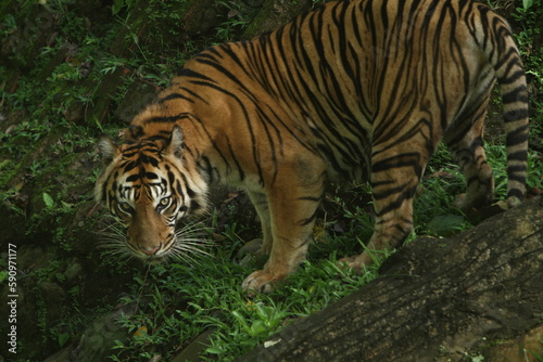 tiger in the wild