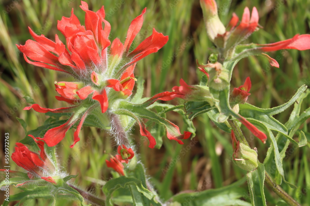 Red flowering terminal indeterminate racemose spike inflorescences of Castilleja Affinis Subspecies Affinis, Orobanchaceae, native perennial monoclinous herb in the Santa Monica Mountains, Winter. Red flowering terminal indeterminate racemose spike inflorescences of Castilleja Affinis Subspecies Affinis, Orobanchaceae, native perennial monoclinous herb in the Santa Monica Mountains, Winter.