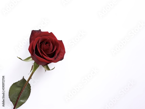 Beautiful red rose as a symbol of love on white background with copy space. Created with Generative AI Technology