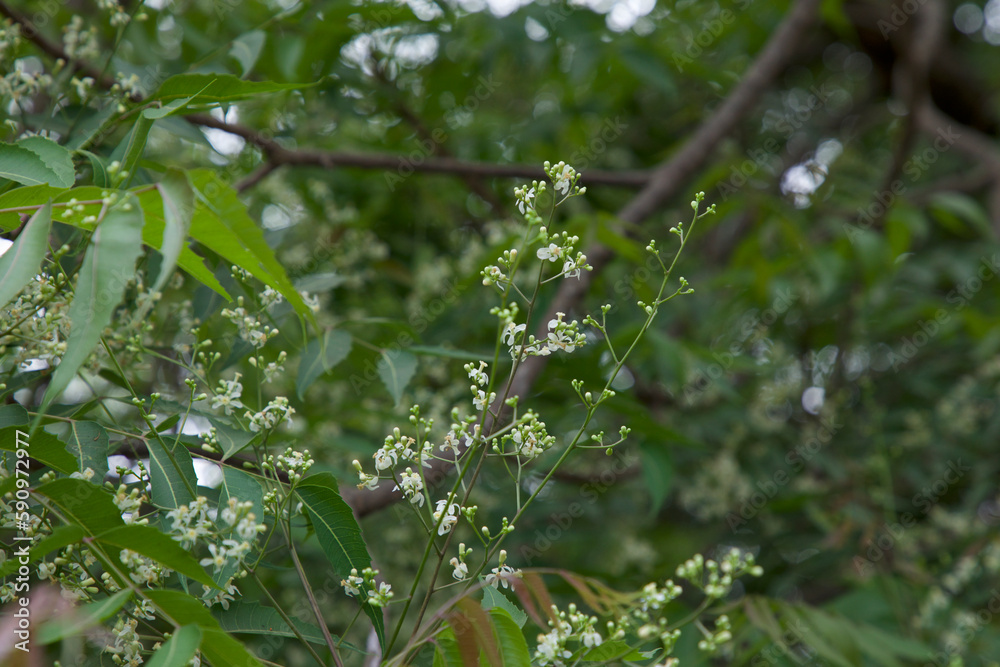 Photo &amp; Art Print Neem flowers closeup. Azadirachta indica. Nim tree ...