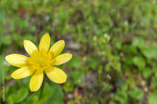 野原に咲く黄色いヒメリュウキンカの花