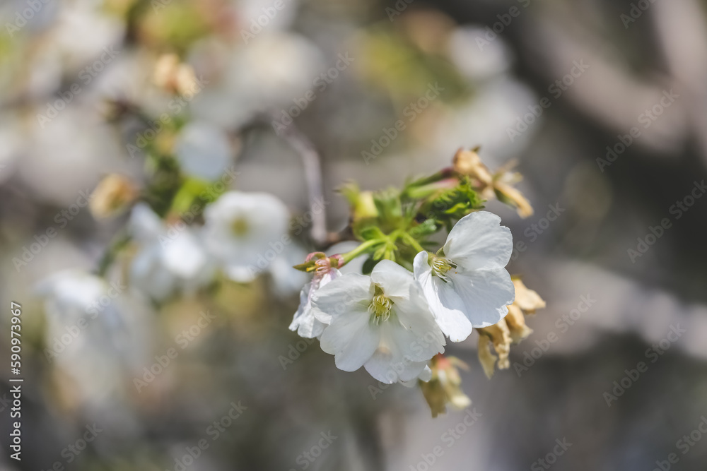 Spring blossoms, Cherry flower trees at spring Spring blossoms, Cherry flower trees at spring