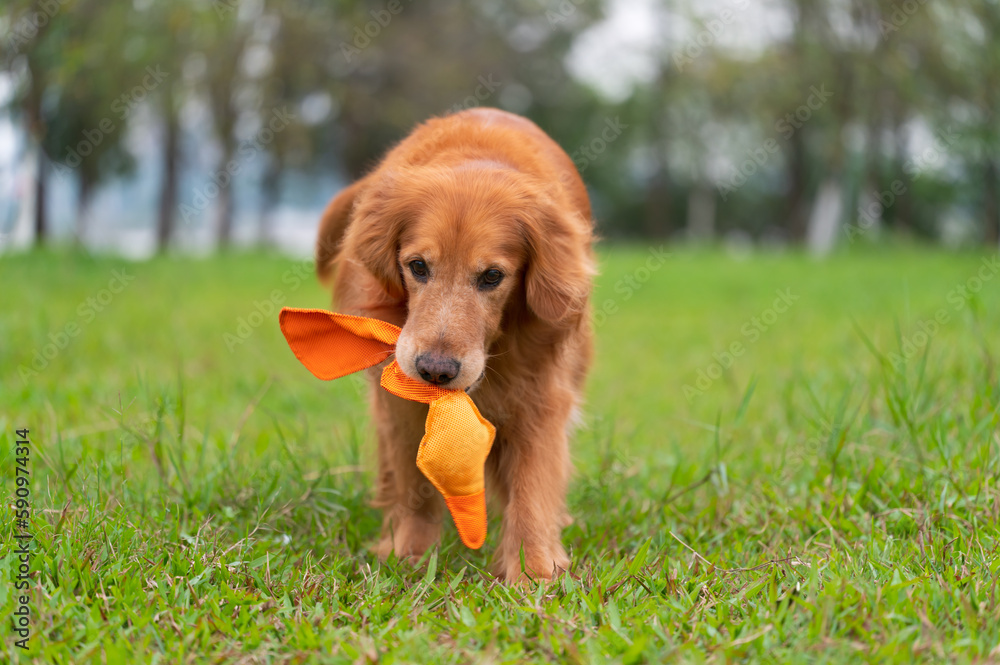 Golden Retriever playing with a toy in the grass