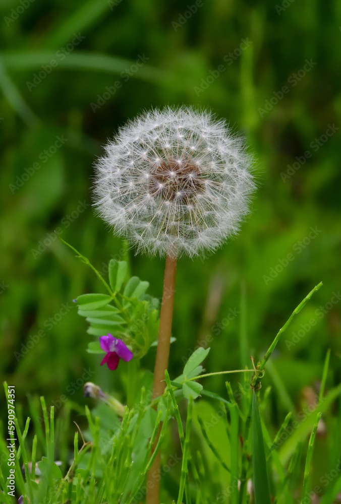 Dandelion seeds in front of a small flower of vicia sativa