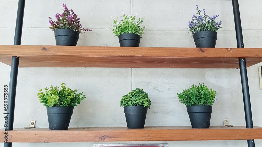 Fresh green plants in pots placed on wooden shelves for home decoration