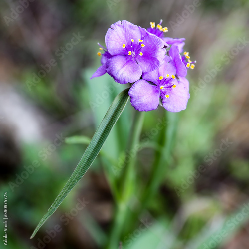 Tradescantia humilis (Texas spiderwort)