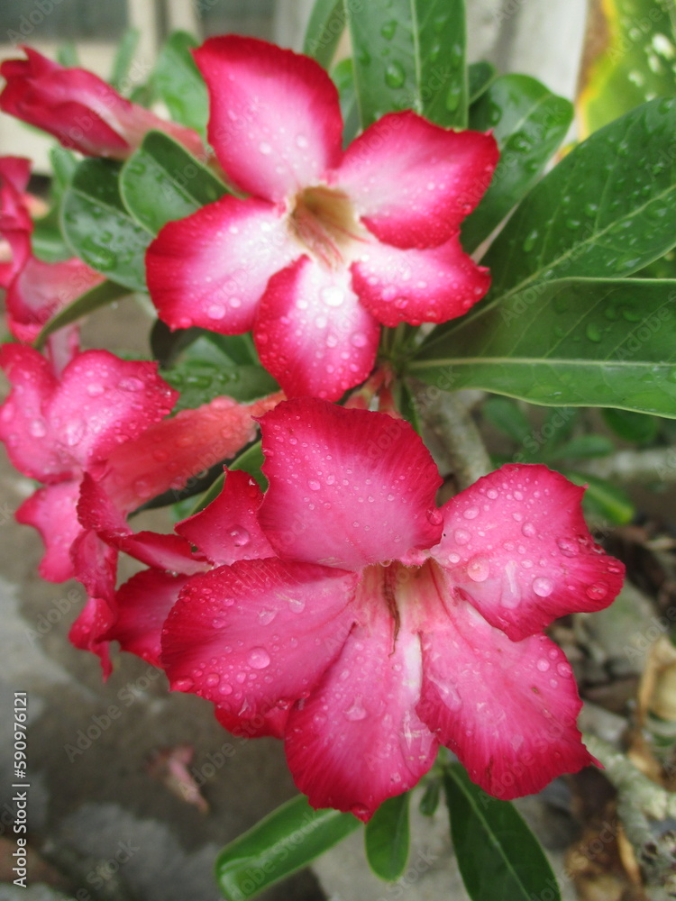 Frangipani flowers that bloom and are red Frangipani flowers that bloom and are red