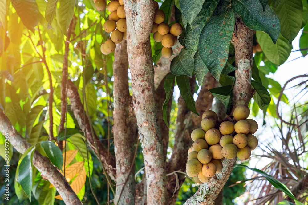 Longkong or Lansium parasiticum (duku fruit) on tree branch. Duku is native to Southeast Asia species of tree in the Mahogany family with commercially cultivated edible fruits. Tropical fruit tree. Longkong or Lansium parasiticum (duku fruit) on tree branch. Duku is native to Southeast Asia species of tree in the Mahogany family with commercially cultivated edible fruits. Tropical fruit tree.