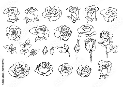 Roses set. Botanical collection of roses. Garden flowers. Vector illustrations.