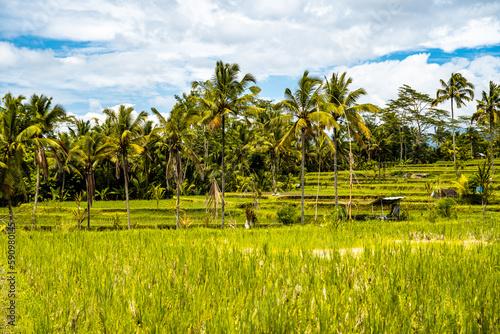 Desa mancingan rice field in Gianyar Regency, Bali, Indonesia photo