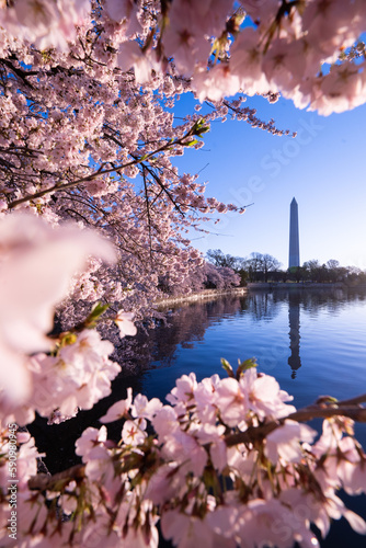 cherry blossom in spring - Washington dc