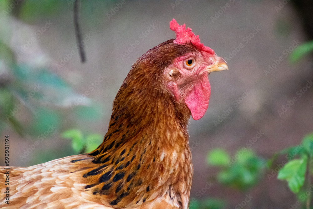 Galinha - Frango - Chicken