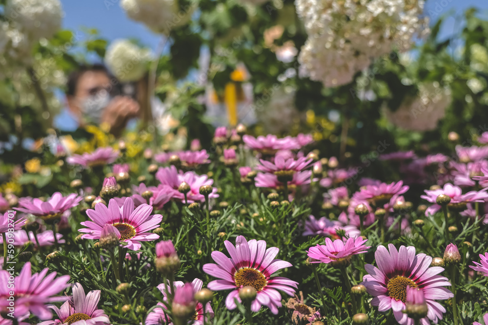 Obraz premium Zinnia flowers blooming in the garden at a sunny day