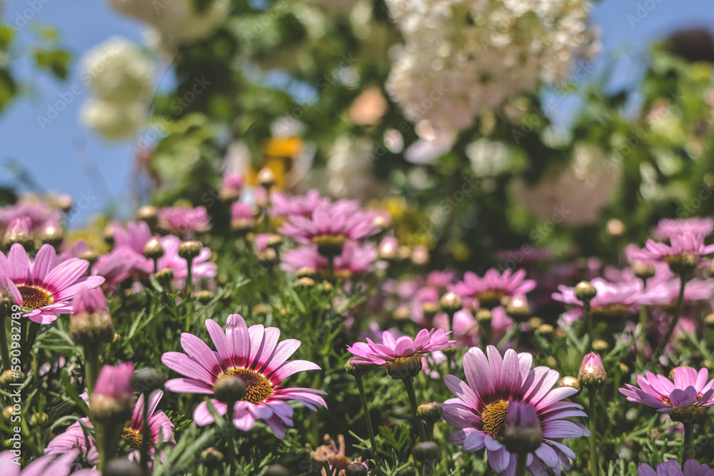 Zinnia flowers blooming in the garden at a sunny day Zinnia flowers blooming in the garden at a sunny day