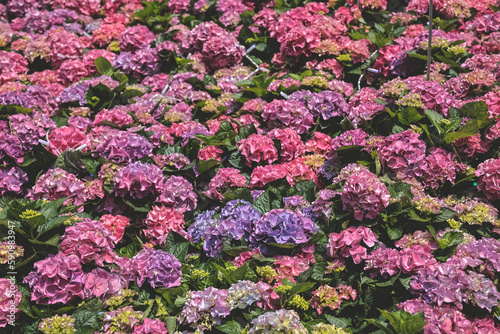 a color Hydrangea garden  Blooming In Park