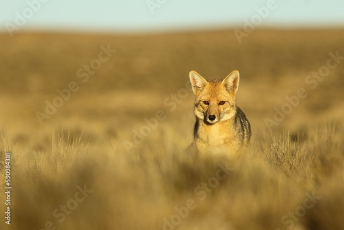 FOX HD PHOTOGRAPHY WILDLIFE FAUNA FLORA INCREDIBLE WILD photo