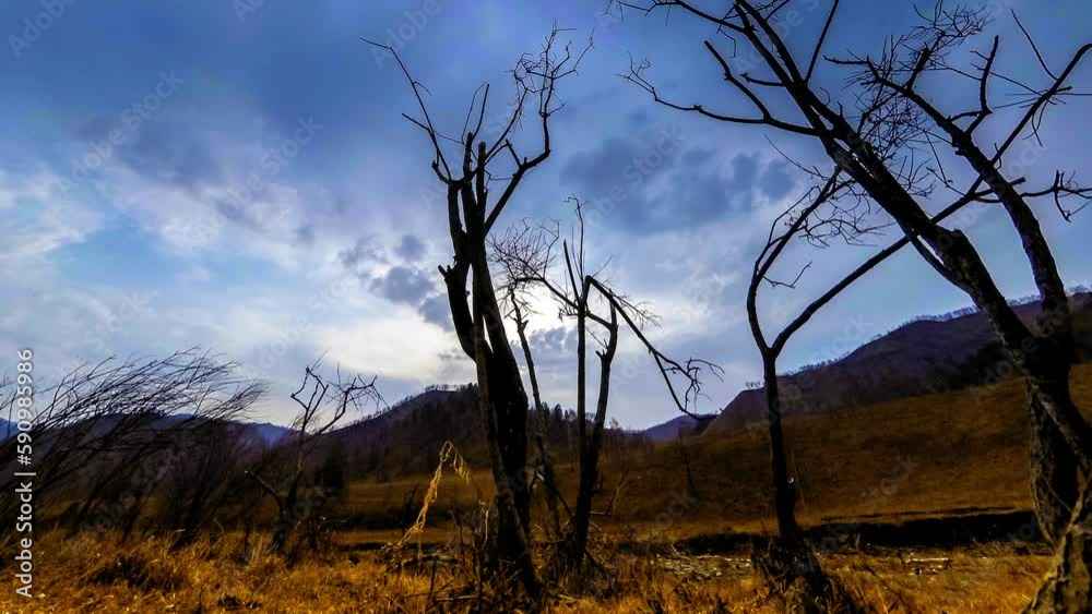 4K UHD time lapse of death tree and drought disaster, dry yellow grass and soil at mountian landscape with clouds and sun rays. Climate change, global warming and ecology problem concept. Horizontal 4K UHD time lapse of death tree and drought disaster, dry yellow grass and soil at mountian landscape with clouds and sun rays. Climate change, global warming and ecology problem concept. Horizontal