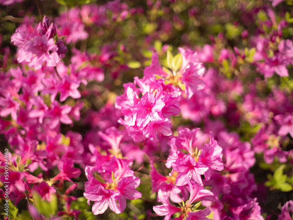 봄꽃 - 철쭉, 진달래 꽃