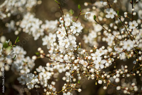 spring blossom tree in the garden © Maksim Shebeko