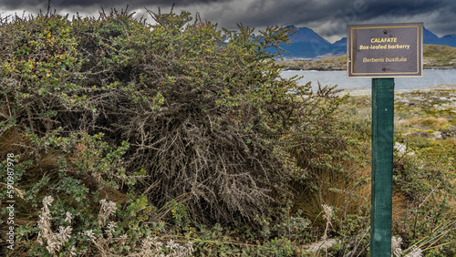 The calafate shrub Berberis buxifolia grows on an island. Thick thorny branches, small green leaves. A sign with the names of the plant is installed nearby. It is endemic to Patagonia. Argentina photo