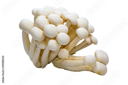 Fresh Shiitake mushroom isolated on png background.