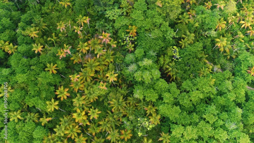 Tropical forest background with mangrove and palm trees, aerial view. Tropical forest ecosystem and healthy environment concept. Sustainable green environment. Green mangroves. Natural landscape. Tropical forest background with mangrove and palm trees, aerial view. Tropical forest ecosystem and healthy environment concept. Sustainable green environment. Green mangroves. Natural landscape.
