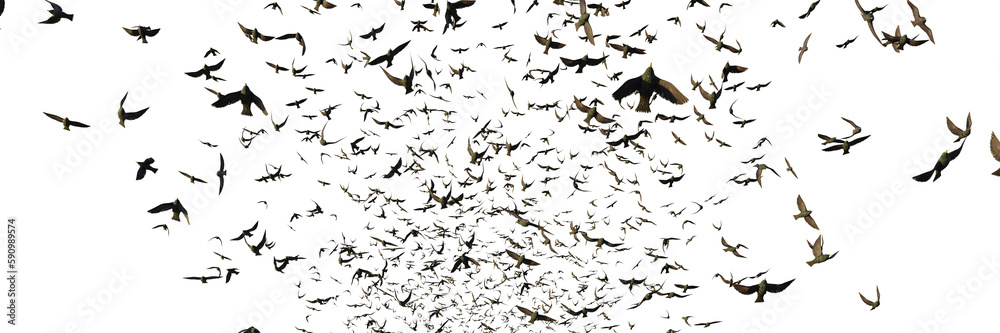 starlings, swarm of migrating birds isolated on transparent background banner