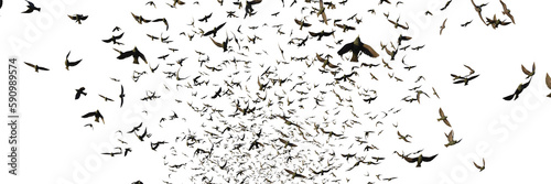 Obraz na płótnie starlings, swarm of migrating birds isolated on transparent background banner w salonie