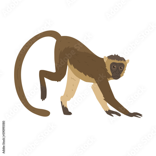 Macaque is a genus of primates from the marmoset family. Asian animals. Images for nature reserves, zoos and children's educational paraphernalia. Vector illustration. Isolated object.