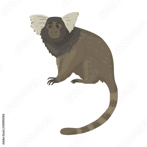 The western pygmy marmoset is a marmoset species. A small representative of the order of primates. Images for nature reserves, zoos and children's educational paraphernalia. Vector illustration. photo