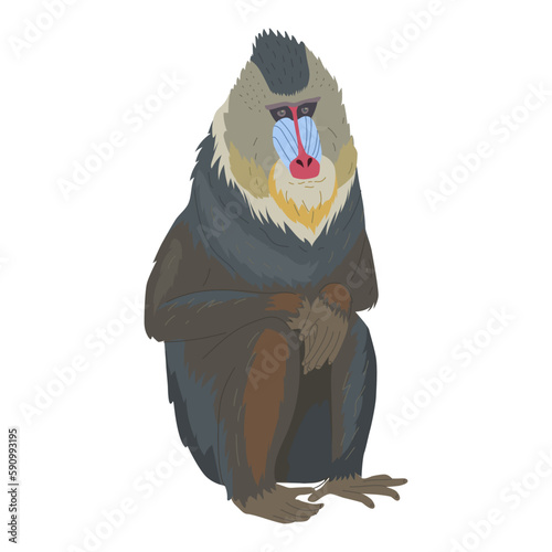 Seated mandrill or baboon. A member of the order of primates with a brightly colored face. Aggressive animal. Images for nature reserves, zoos and children's educational paraphernalia. Vector