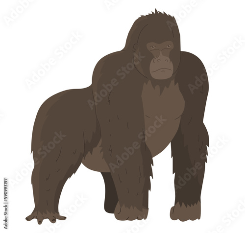 Gorilla, genus of apes. The largest representative of primates. Images for nature reserves, zoos and children's educational paraphernalia. Vector illustration. Isolated object.