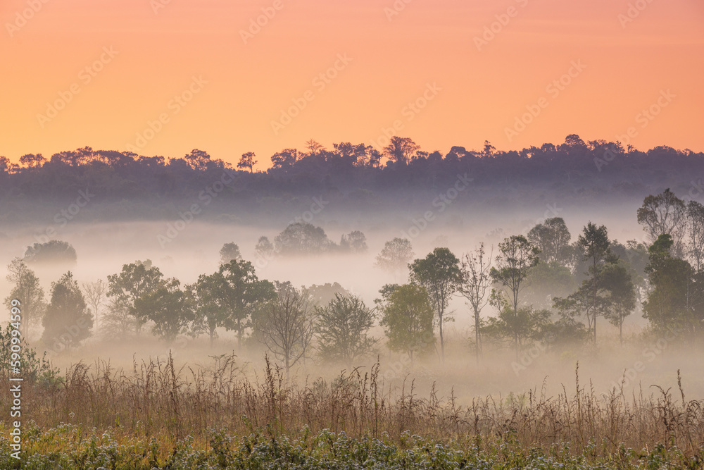 Fototapeta premium Colorful in the morning at Phu Khieo wildlife Sanctuary, Chaiyaphom Province, Thailand.