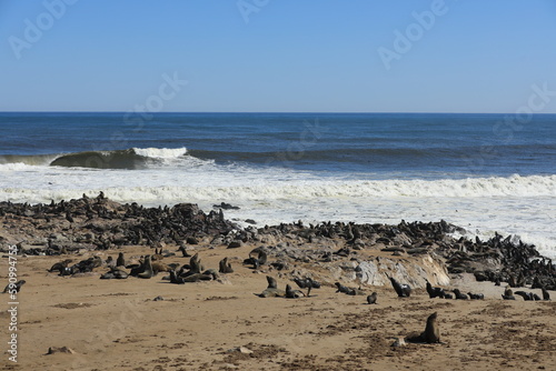 Thousands of seals in Namibia, Capecross