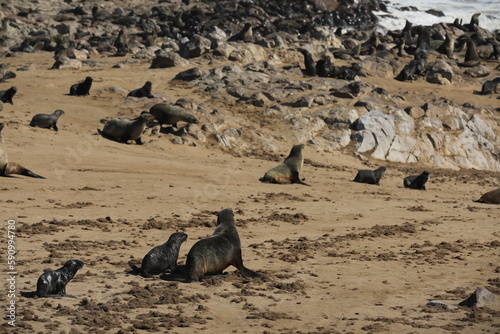 Thousands of seals in Namibia, Capecross photo