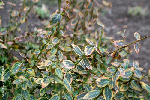 A plant with green and yellow leaves and white and orange leaves. High quality photo