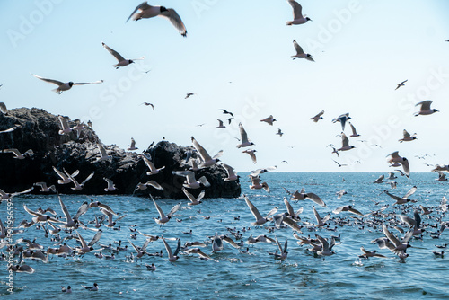 Aves volando sobre la mar casando peces en las islas ballestas en paracas