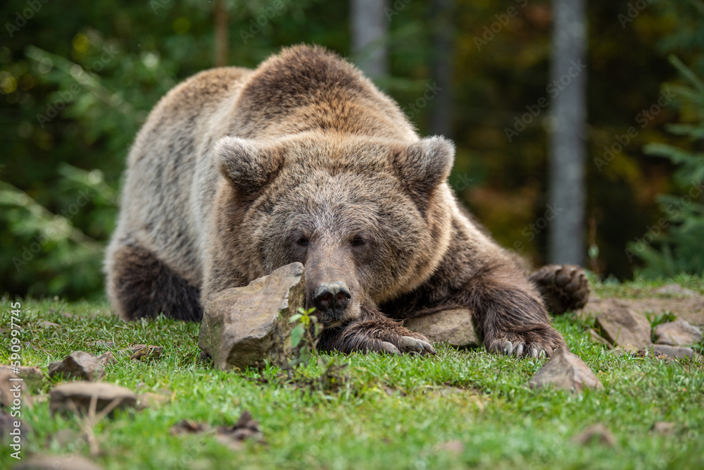 Wild Brown Bear in the summer forest. Animal in natural habitat. Wildlife scene Wild Brown Bear in the summer forest. Animal in natural habitat. Wildlife scene